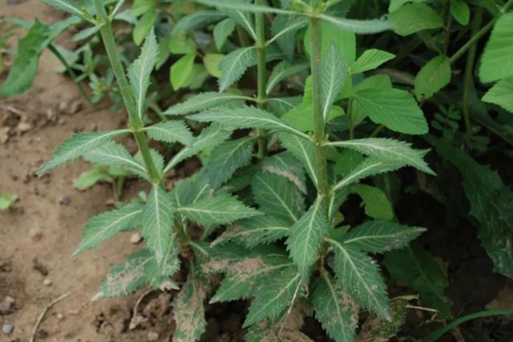 野生南沙参植株图