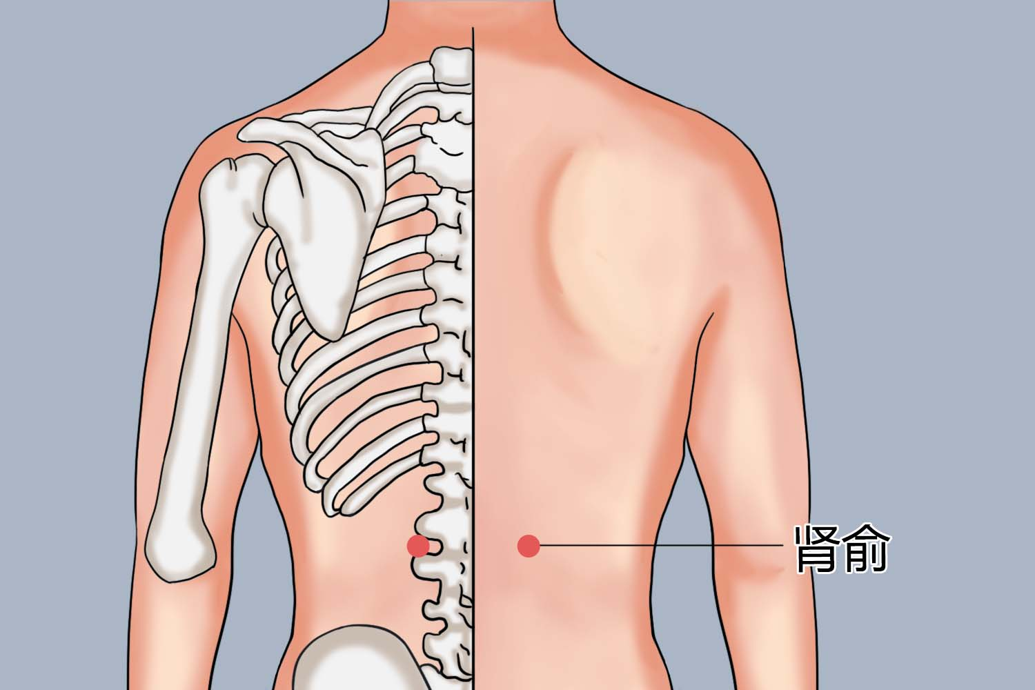 腰阳关穴