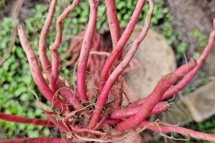 红牛膝植株图 红牛膝植株图