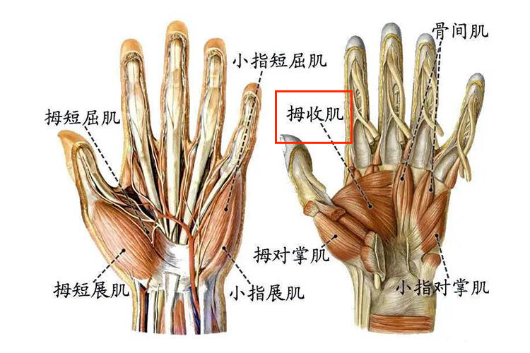 拇收肌位置图