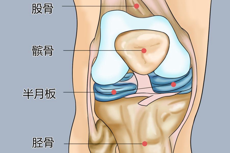 右腿半月板位置图