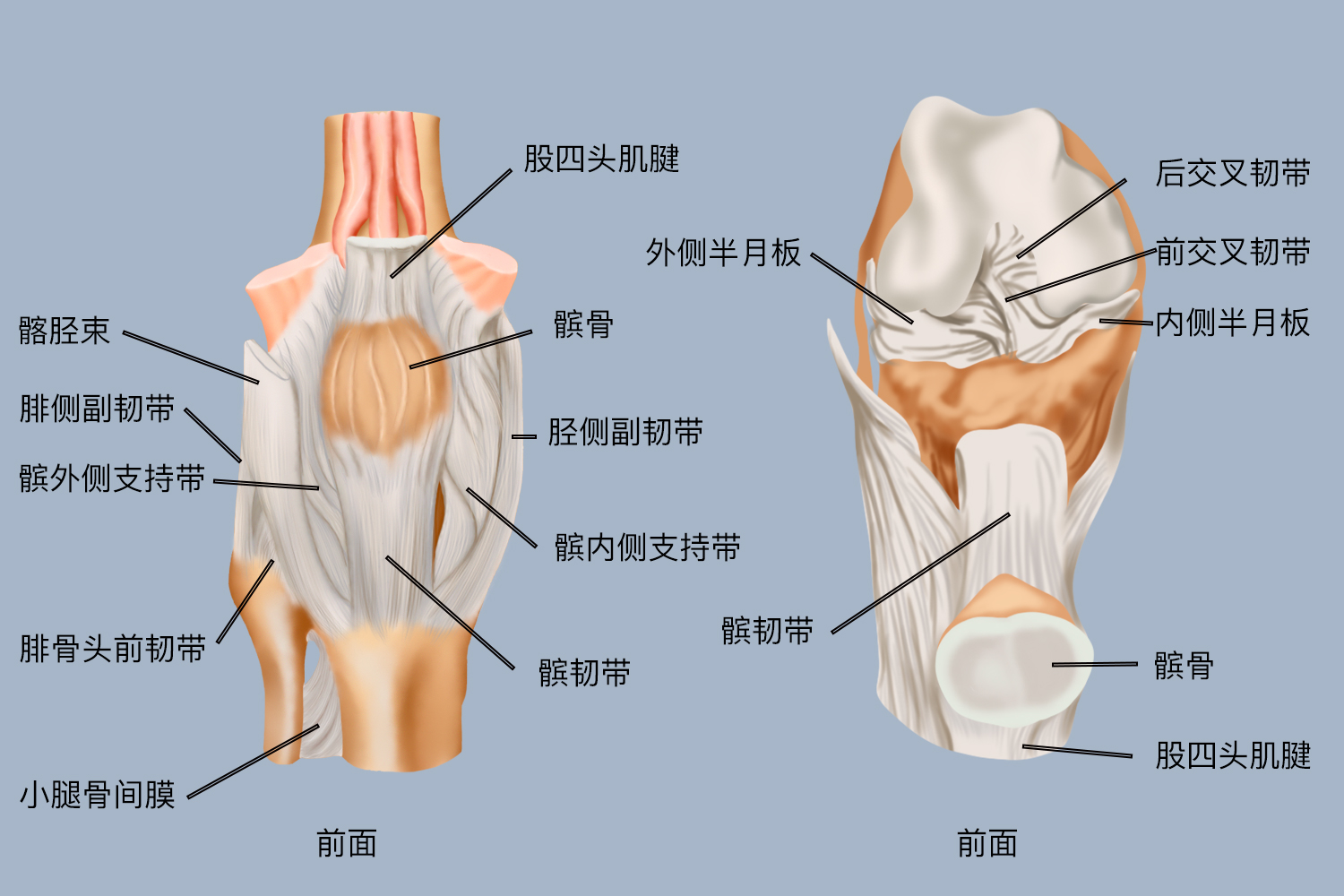 膝关节前面结构图