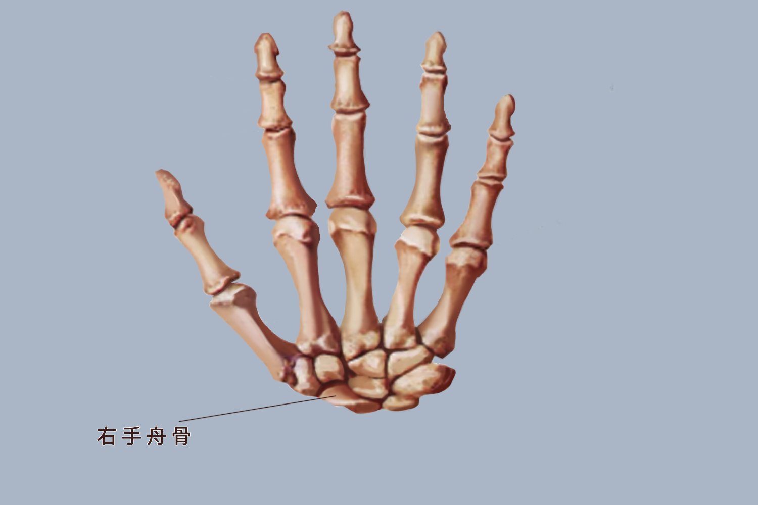 右手舟骨图