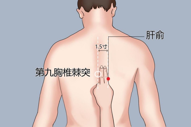 肝俞穴图