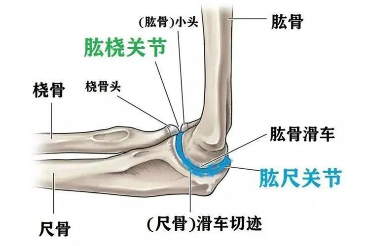 肱桡关节位置图 肱桡关节位置图