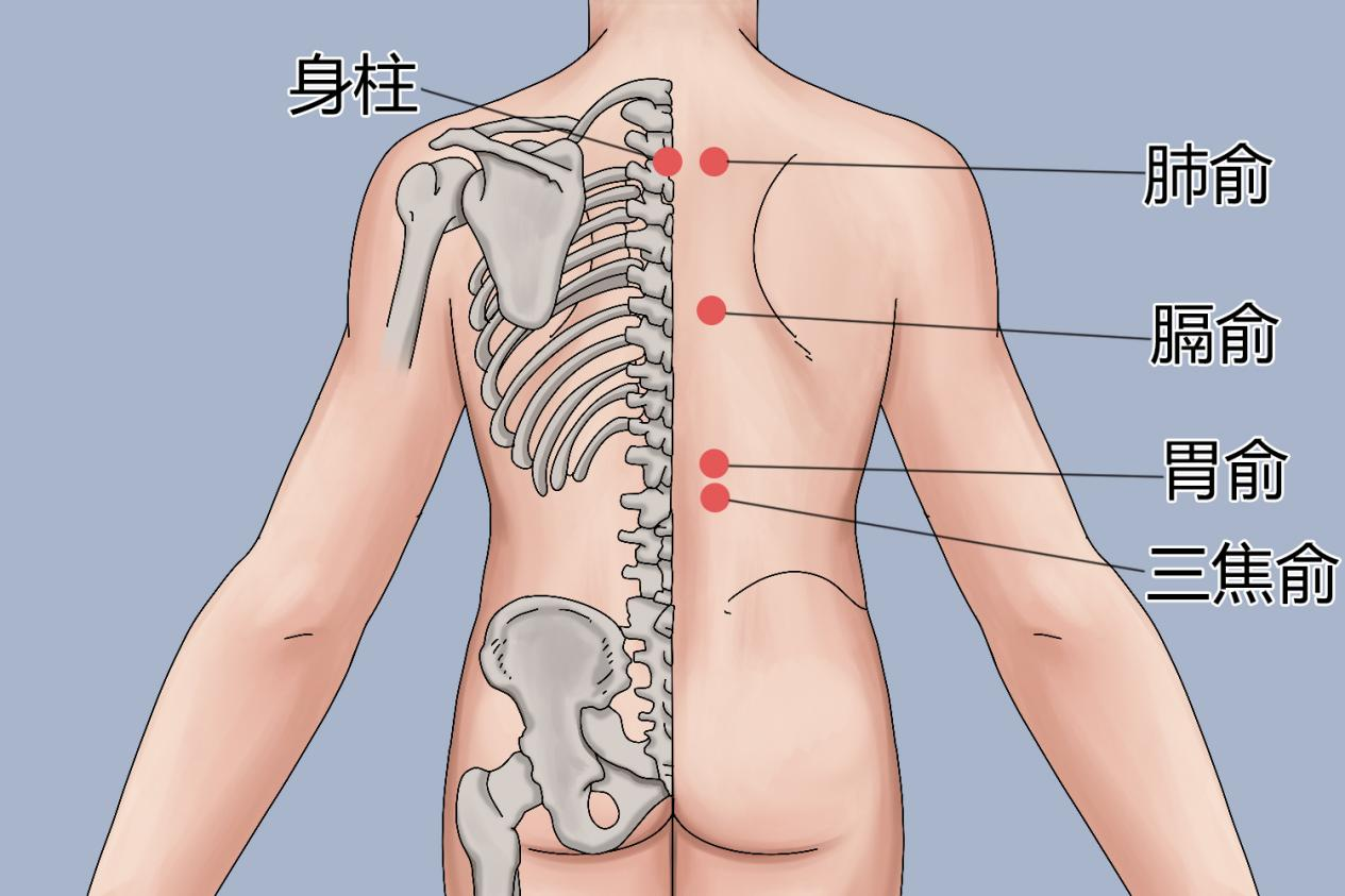 胃俞、身柱、肺俞、膈俞、三焦俞穴位置图 胃俞、身柱、肺俞、膈俞、三焦俞穴位置图