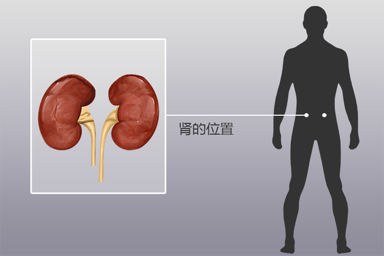 男生的肾位于脊柱两侧,紧贴腹后壁,为腹膜外位器官