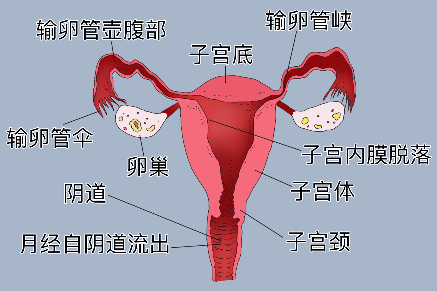 关于为什么来姨妈左侧输卵管会痛的信息 关于为什么来姨妈左侧输卵管会痛的信息