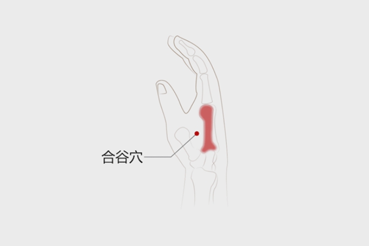 合谷穴位置图 合谷穴位置图