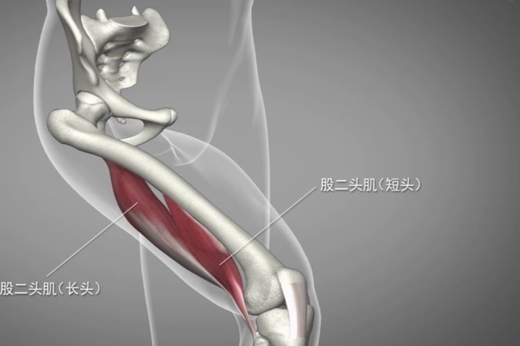 股二头肌图
