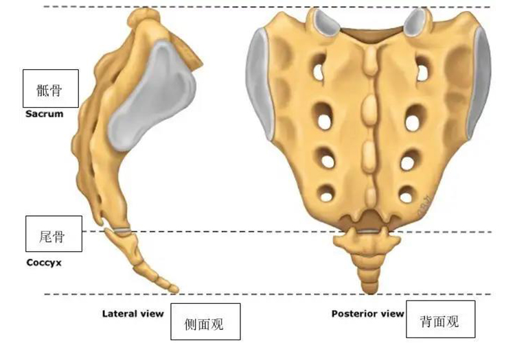 骶骨和尾骨的位置关系图