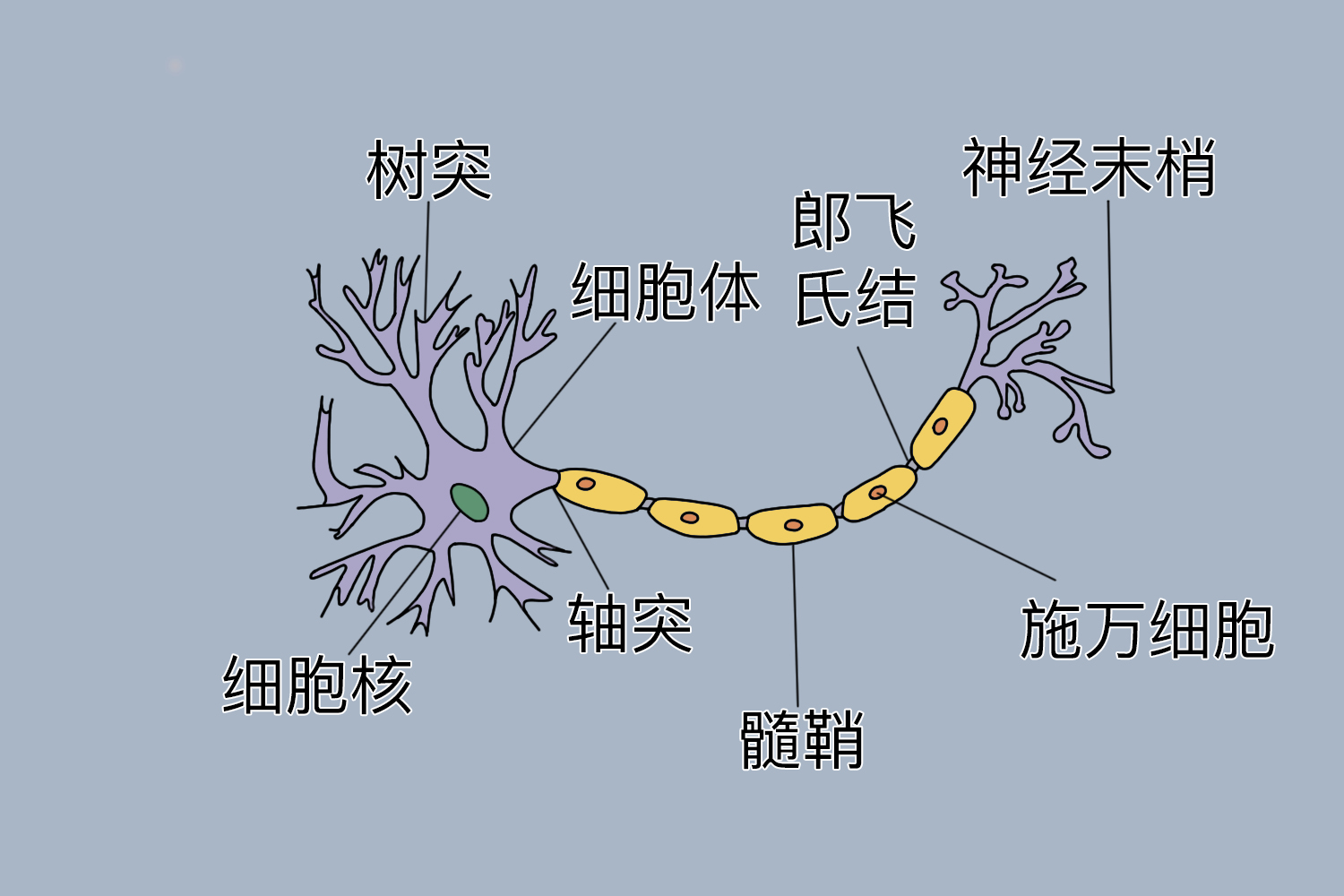 神经纤维结构图