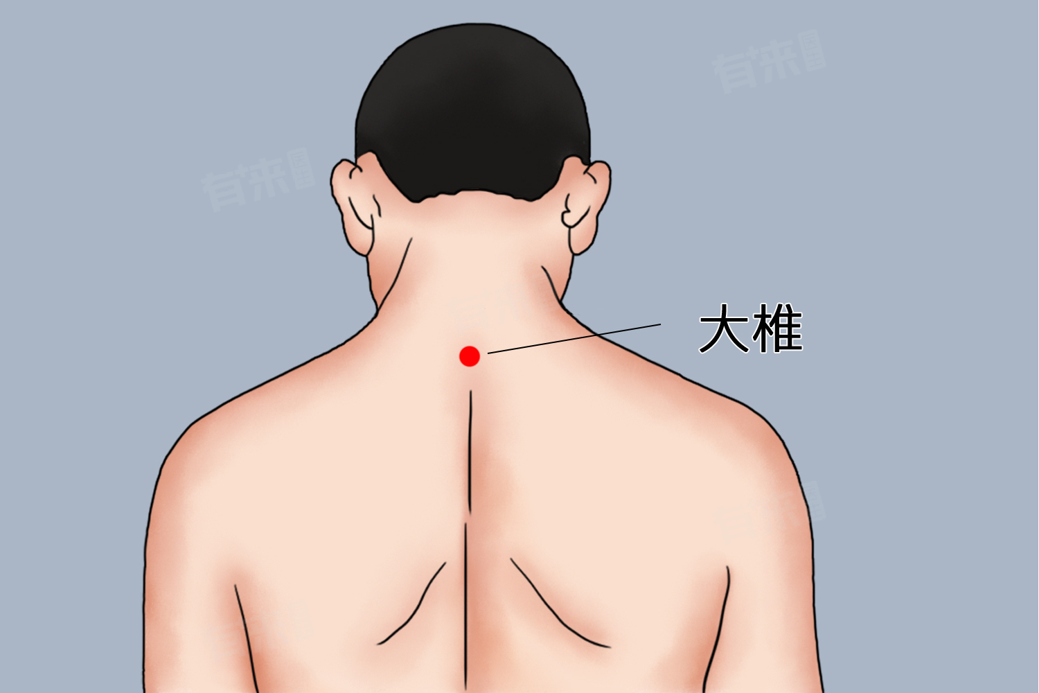 1,具体位置:胸椎:大椎下面是胸椎的开始,即胸椎第一节