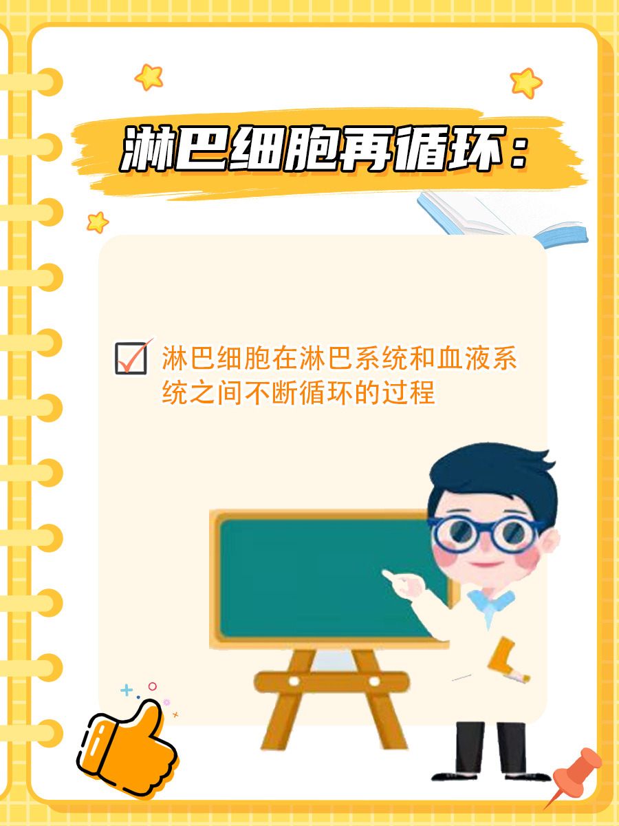 淋巴细胞再循环：一场“调皮”的旅程