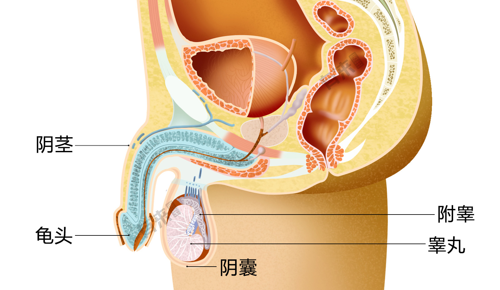 睾丸位置图解图片