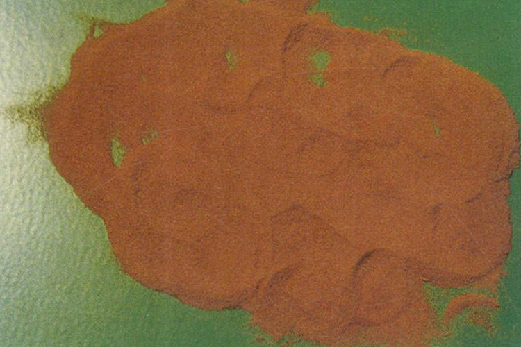 中药海金沙 中药海金沙