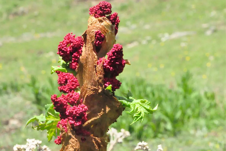 大黄原植物唐古特大黄图