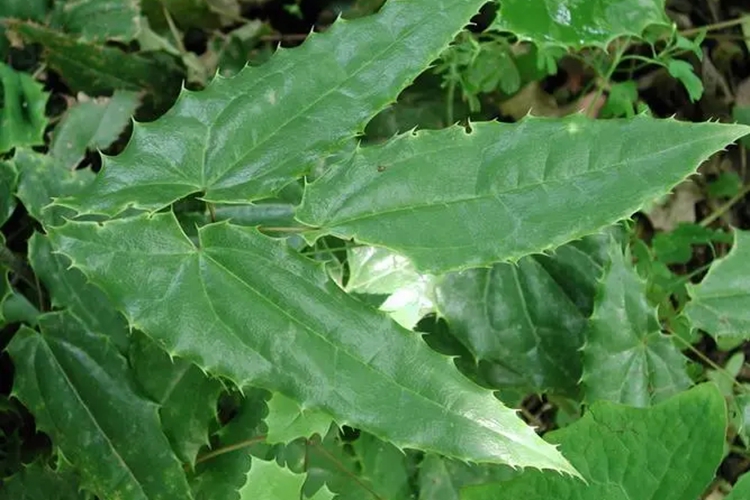 仙灵脾植株叶子图 仙灵脾植株叶子图