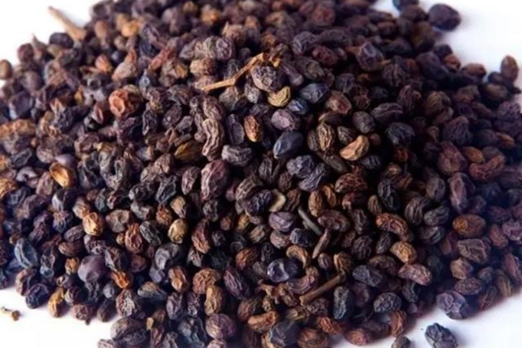 女贞子药材外观图