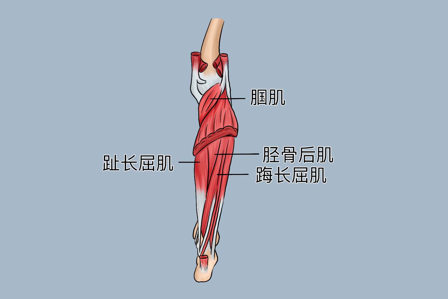 踇长屈肌位置图