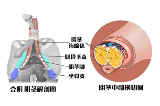 阴茎结构图