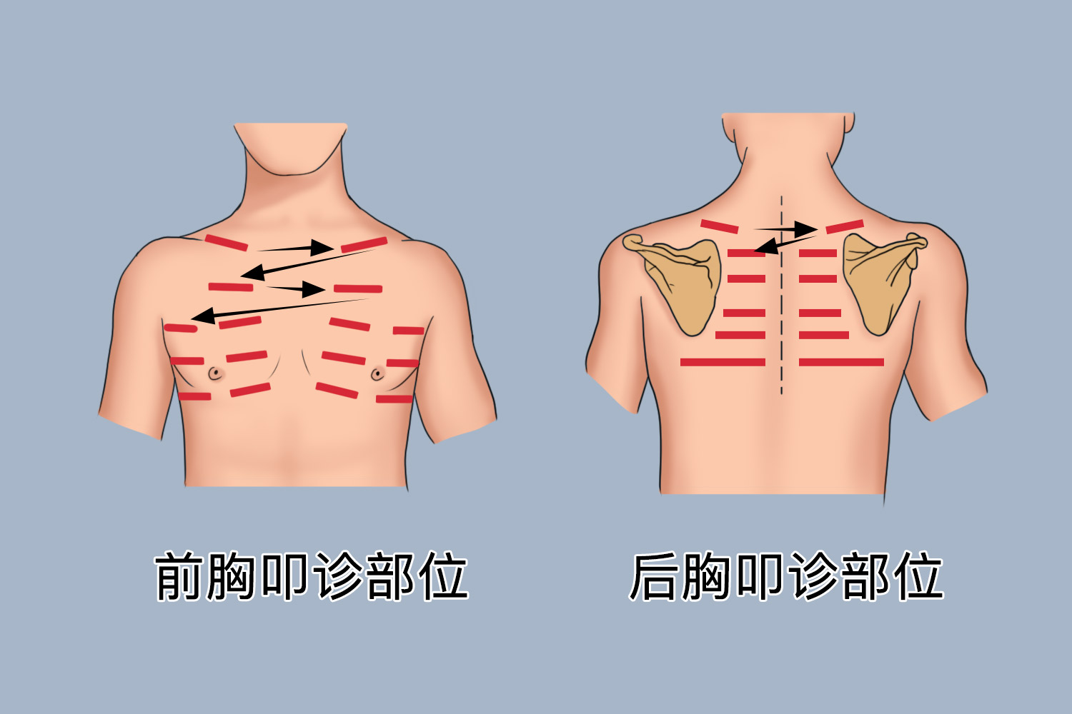 心脏叩诊位置图片