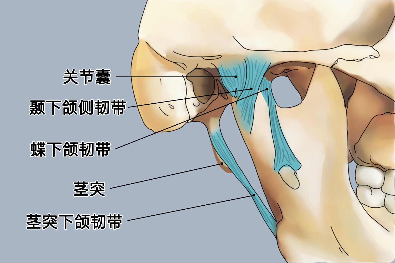 颞下颌关节韧带图