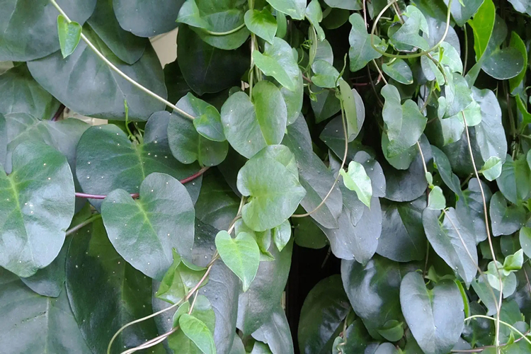 田七植株图 田七植株图