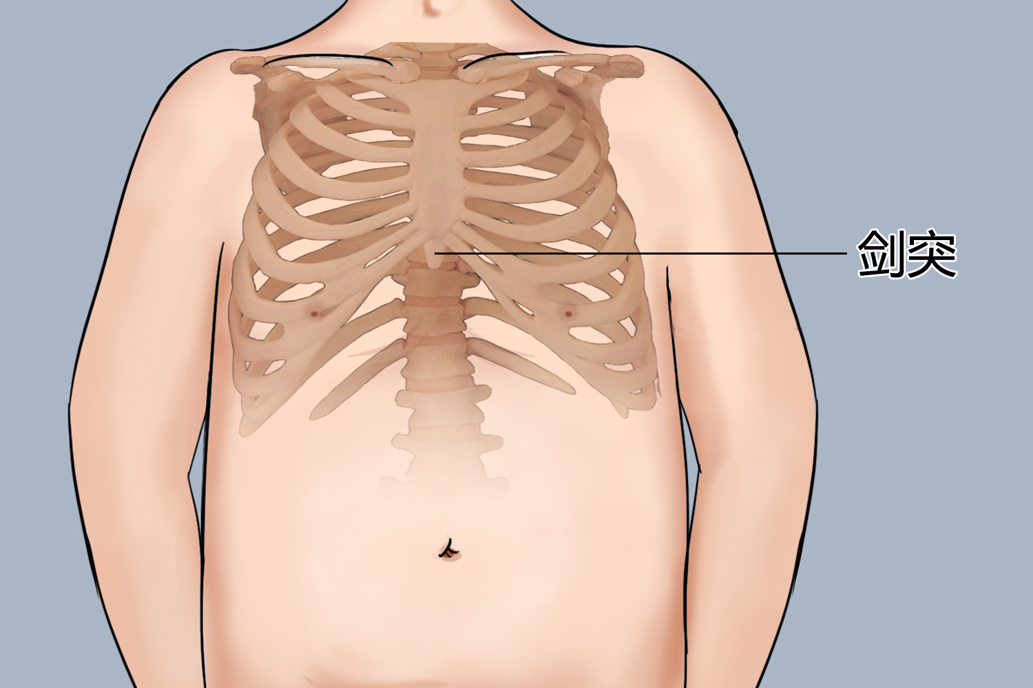腹部剑突位置图