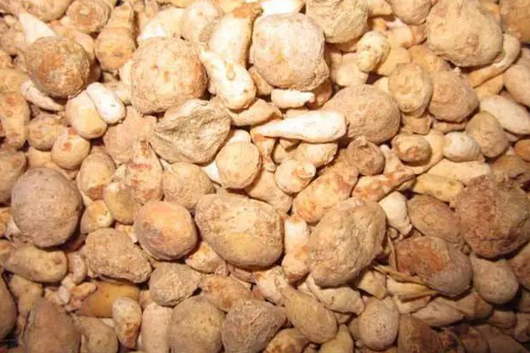 中药芋头草图片