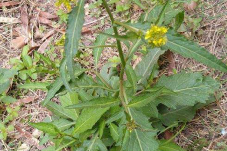塘葛菜新鲜植株图 塘葛菜新鲜植株图