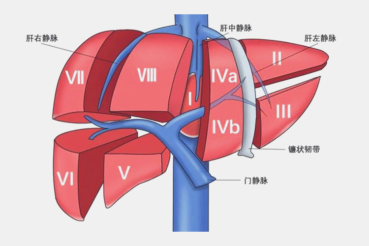肝的第Ⅶ段位置图