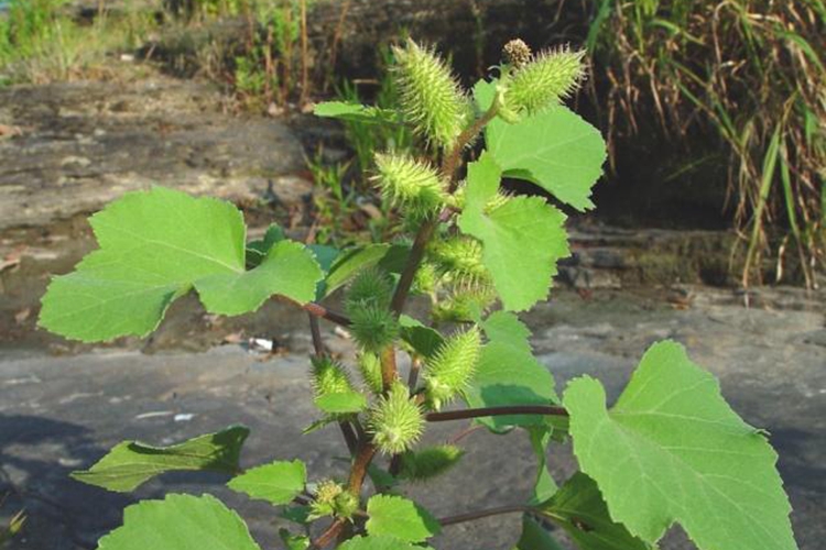 苍耳植株图