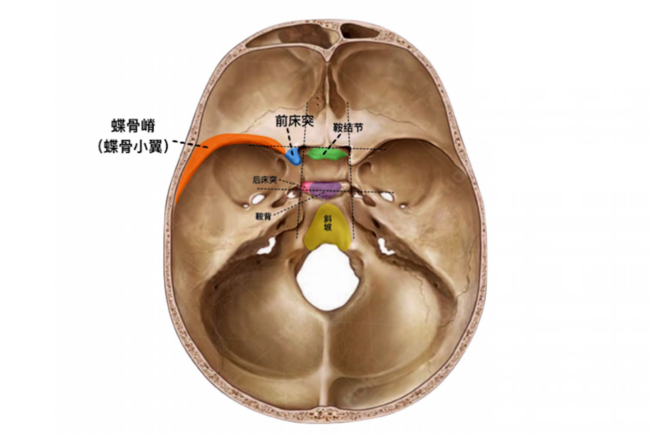 鞍区解剖位置图