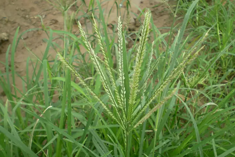 牛筋草图 牛筋草图