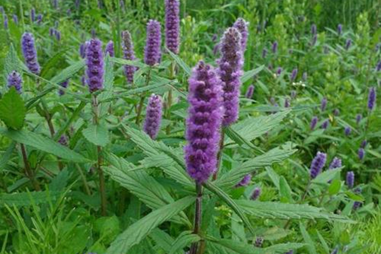 香薷原植物图 香薷原植物图