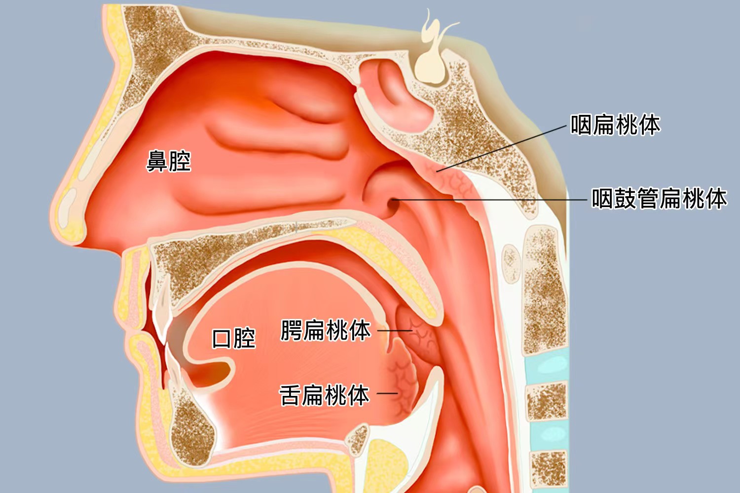 扁桃体颜色及位置图
