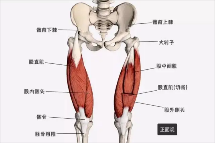 股四头肌位置图
