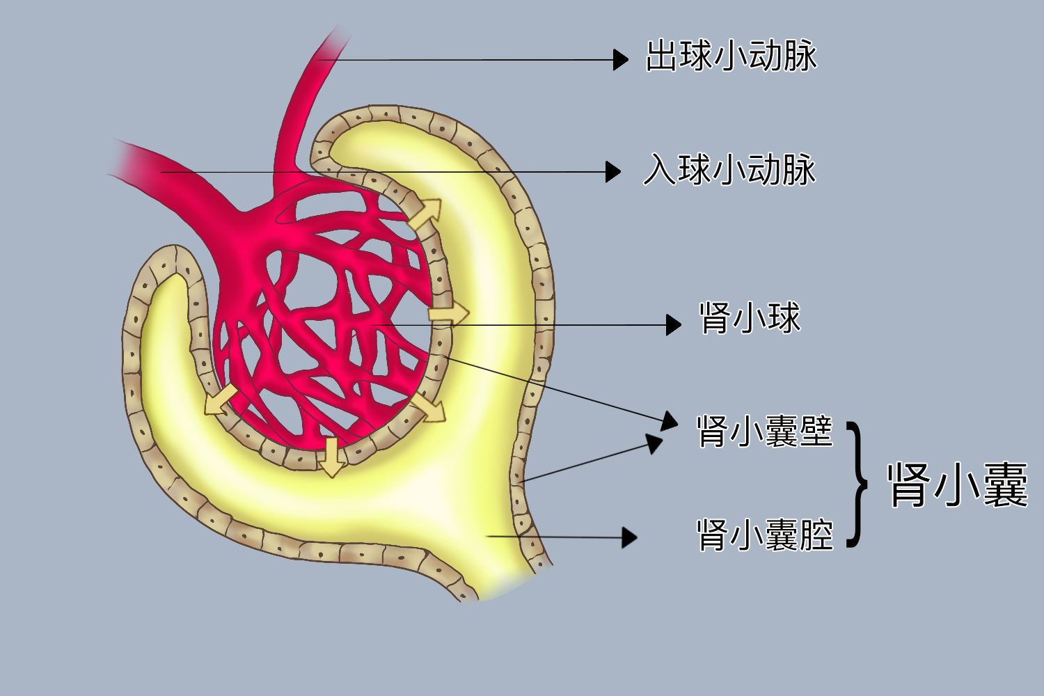 肾小球是位于入球小动脉和出球小动脉之间的一团毛细血管簇,肾小球