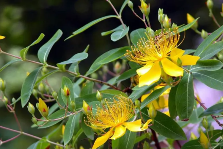 贯叶金丝桃植株图