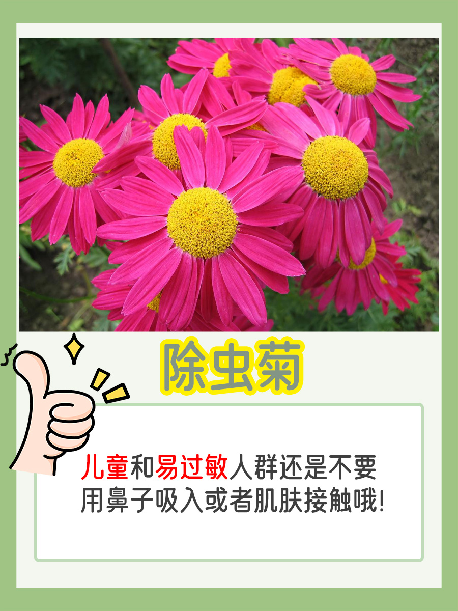 除虫菊对人体的毒性解析，以及中医防护建议！