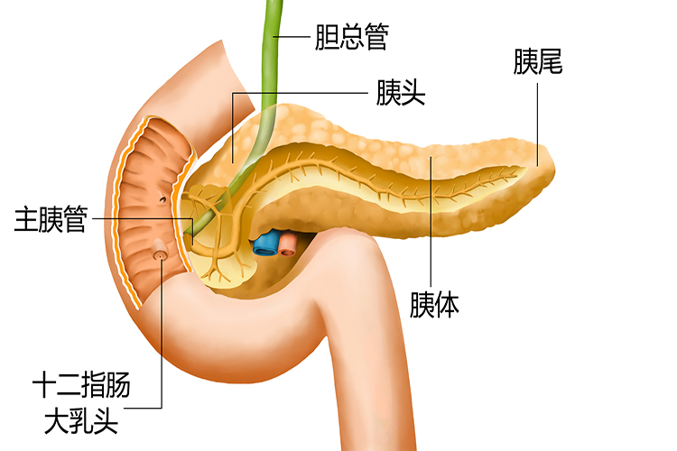 胰腺结构图