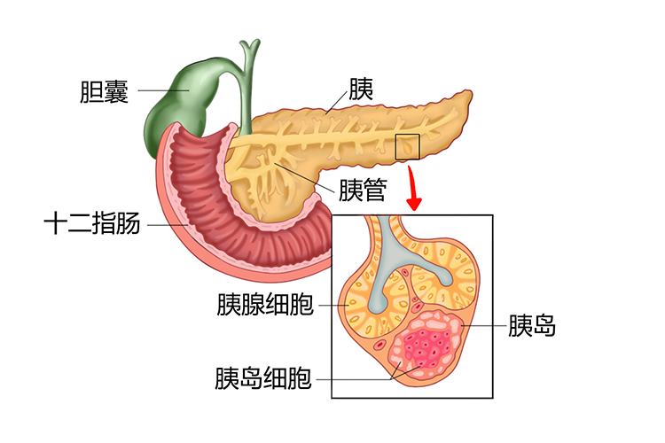 胰岛图