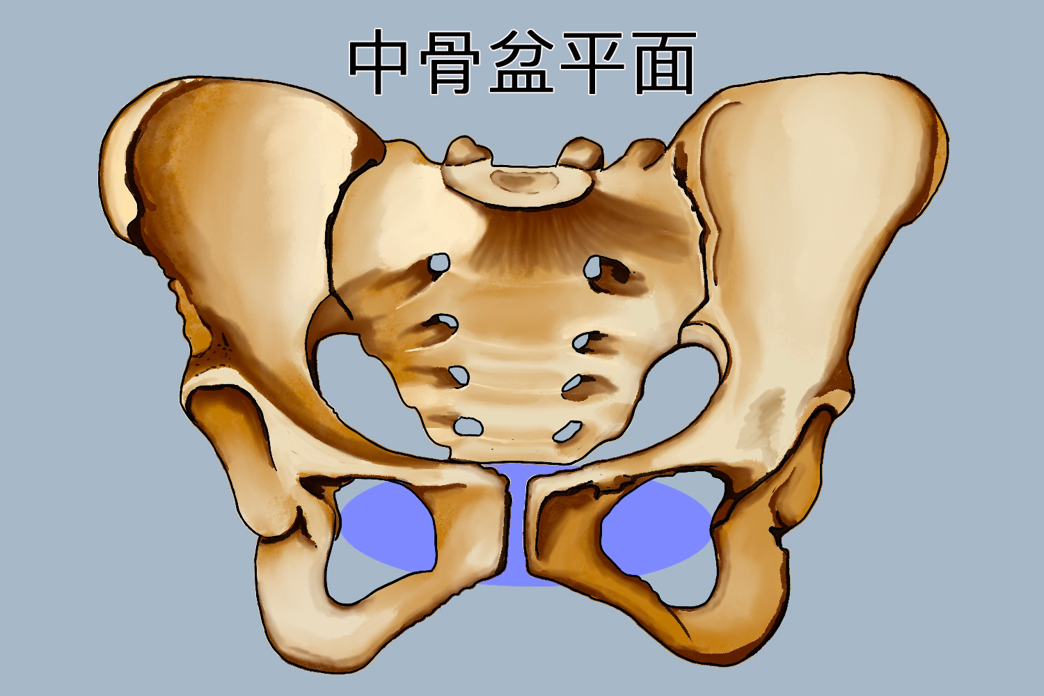 中骨盆平面为骨盆最小平面,是骨盆腔最狭窄的部分,呈前后径长的纵椭圆