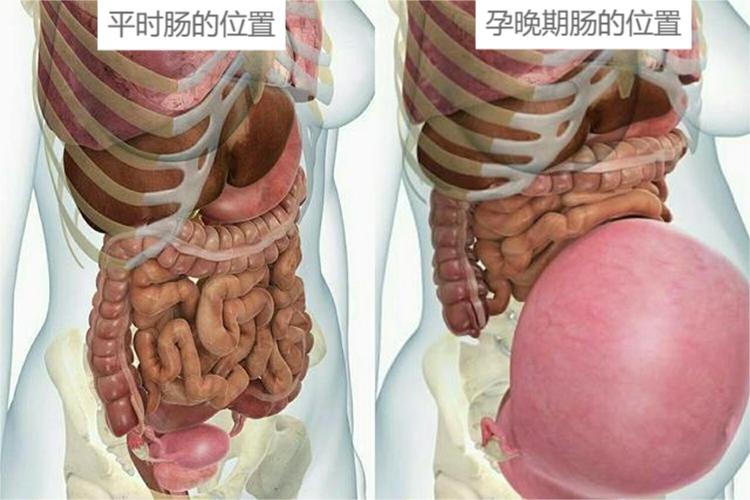 孕晚期肠子位置图 孕晚期肠子位置图