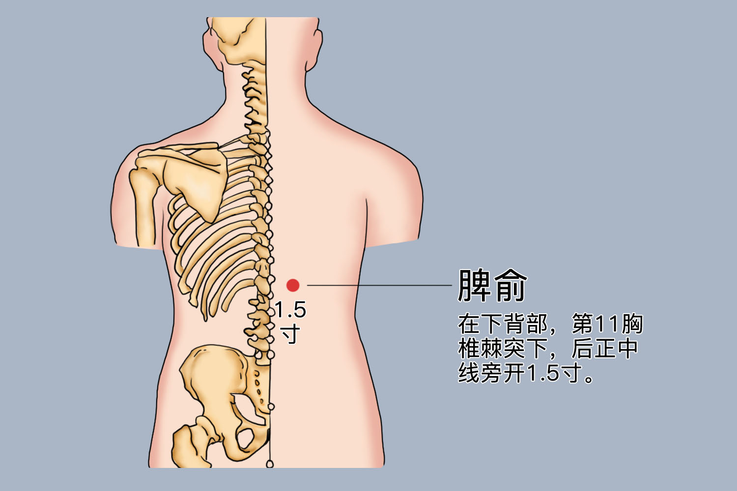 脾腧是什么位置图片图片