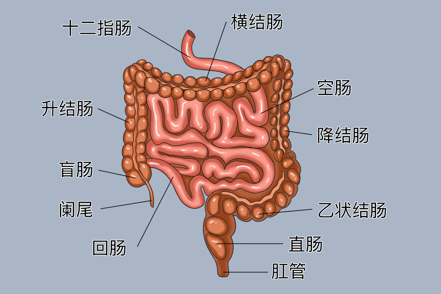 乙状结肠位置图