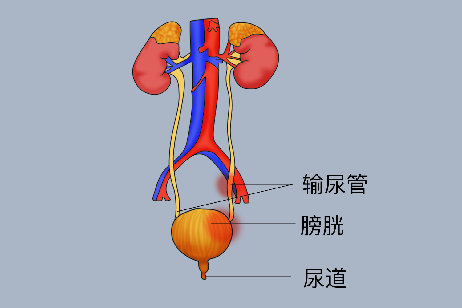左下腹输尿管、膀胱疼痛部位图