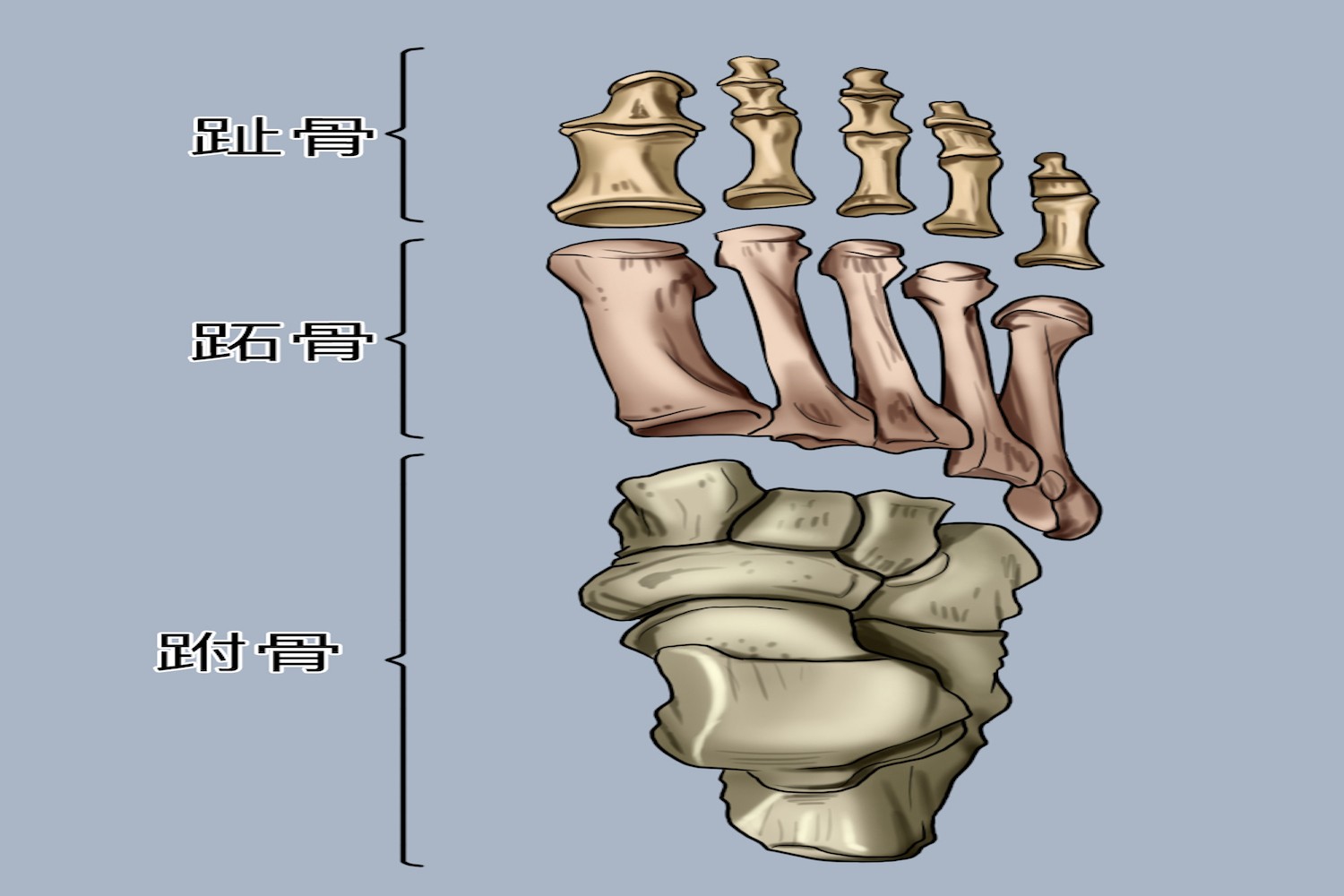 足底骨图