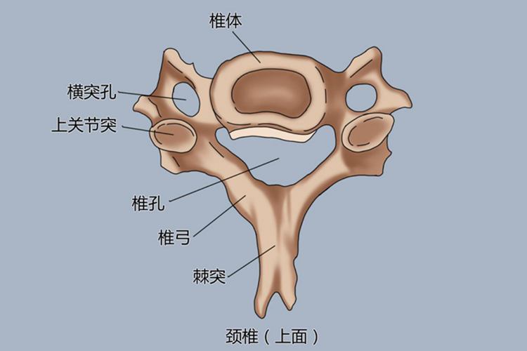 颈椎椎体俯视图